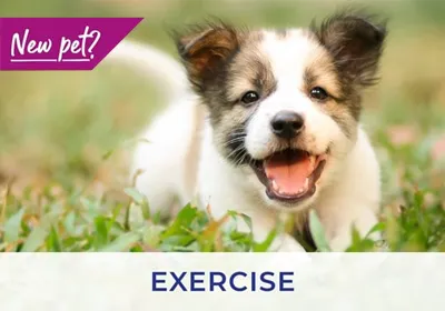 Eastbourne Vets advice on exercising your puppy and kitten